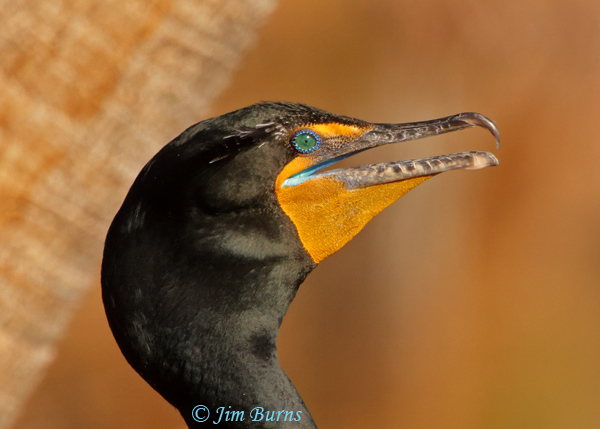 Double-crested Cormorant breeding plumage blue mouth lining #2--5299