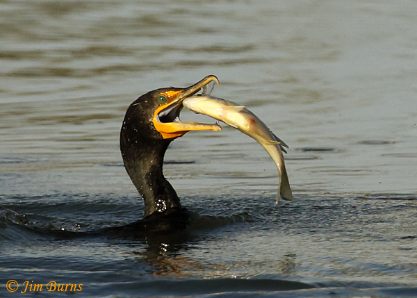 Double-crested Cormorant with trout--5997