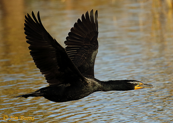 Double-crested Cormorant breeding plumage in flight--8439