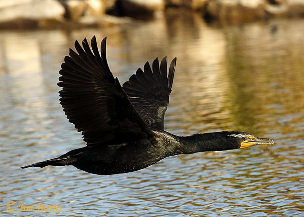 Double-crested Cormorant breeding plumage in flight--8441