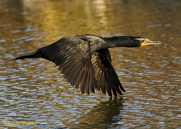 Double-crested Cormorant breeding plumage in flight--8442