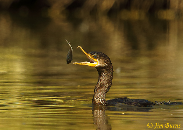 Double-crested Cormorant flipping fish sequence #2--9669