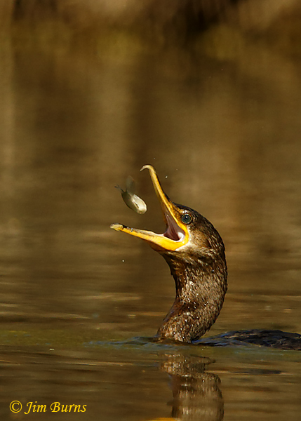 Double-crested Cormorant flipping fish sequence--9680