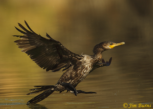Double-crested Cormorant second year--9695