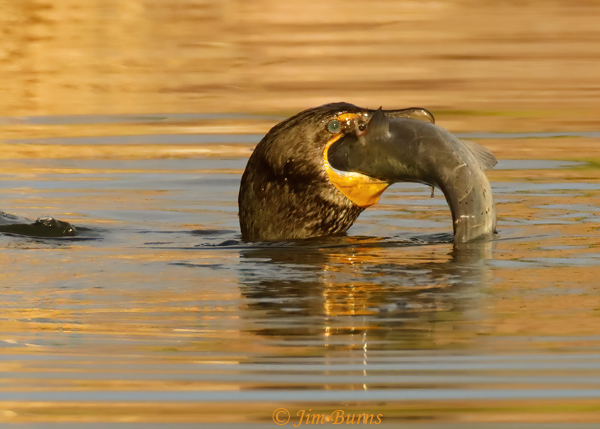 Double-crested Cormorant with catfish #4--4771
