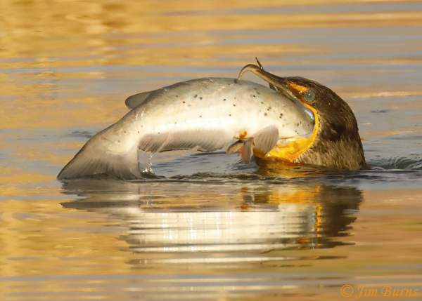 Double-crested Cormorant with catfish #2--4779