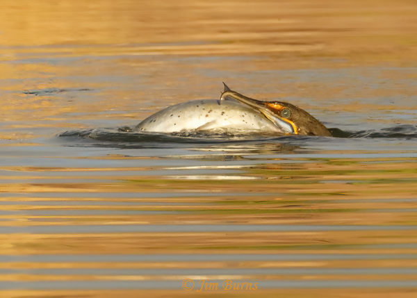 Double-crested Cormorant with catfish--4767