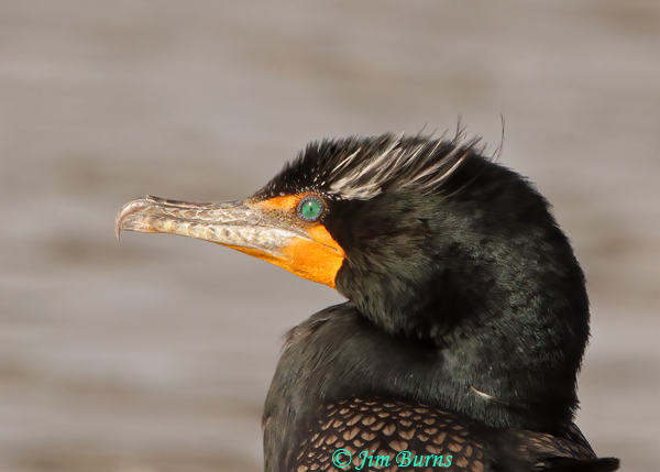 Double-crested Cormorant breeding plumage close-up--8327