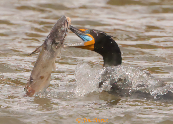 Double-crested Cormorant showing cobalt blue color inside mouth in breeding plumage--9376