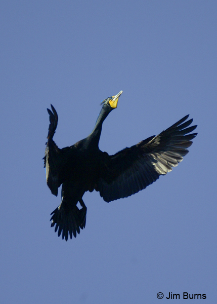Double-crested Cormorant breeding plumage climbing to roost site