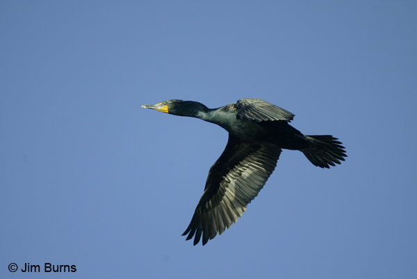 Double-crested Cormorant breeding plumage in flight