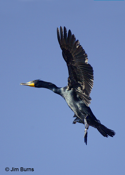 Double-crested Cormorant breeding plumage landing at roost site