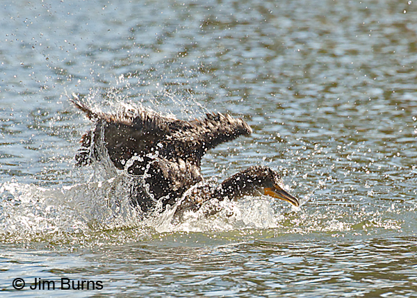 Double-crested Cormorant bathing