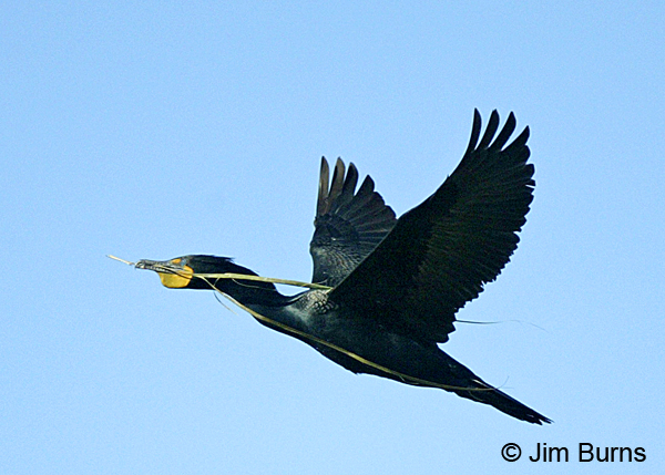 Double-crested Cormorant carrying nesting material