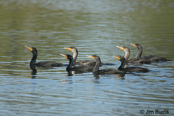 Double-crested Cormorant flotilla