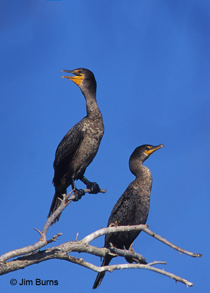 Double-crested Cormorant juveniles