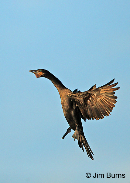 Double-crested Cormorant landing #2
