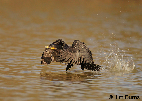 Double-crested Cormorant takeoff