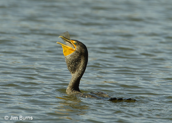 Double-crested Cormorant with Talapia