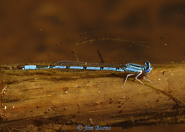 Double-striped Bluet male, Maricopa Co., AZ, April 2019--0019