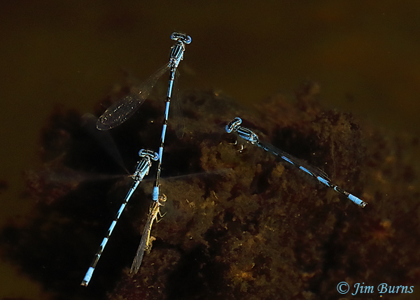 Double-striped Bluet cluster around ovipositing pair, Santa Cruz Co., AZ, October 2020--8230