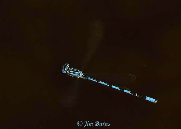 Double-striped Bluet male in flight, Santa Cruz Co., AZ, October 2020--8232