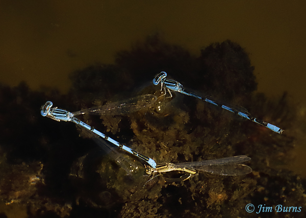 Double-striped Bluets, male attending ovipositing pair, Santa Cruz Co., AZ, October 2020--8236