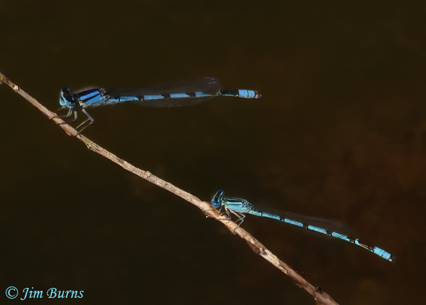 Double-striped Bluet male (bottom) with male Familiar Bluet, Maricopa Co., AZ, March 2021 --0983