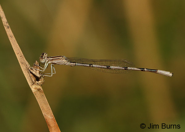 Double-striped Bluet immature male, Pinal Co., AZ, July 2014