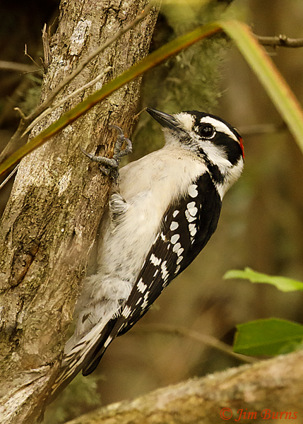 Downy Woodpecker male at work--7871
