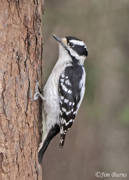 Downy Woodpecker female--5955
