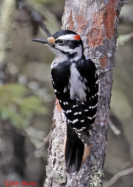 Downy Woodpecker male--6447