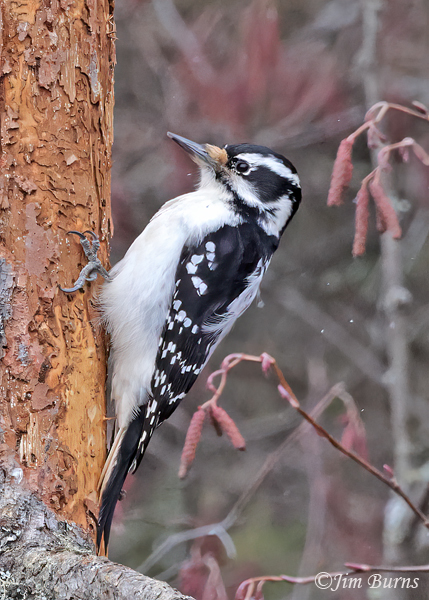Downy Woodpecker female flakes bark as snow begins to fall-6701
