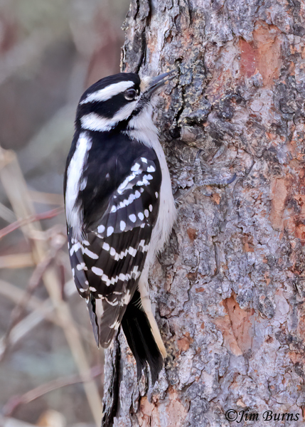 Downy Woodpecker female on pine--6873