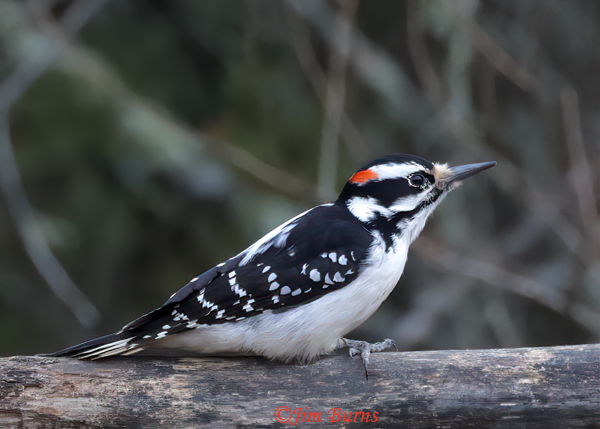 Downy Woodpecker male on horizontal branch--7326