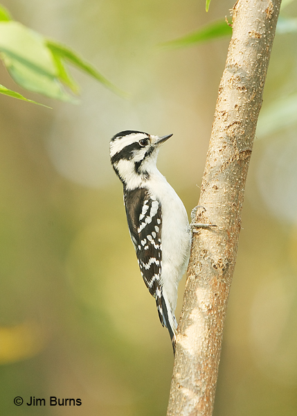 Downy Woodpecker female in spring greenery
