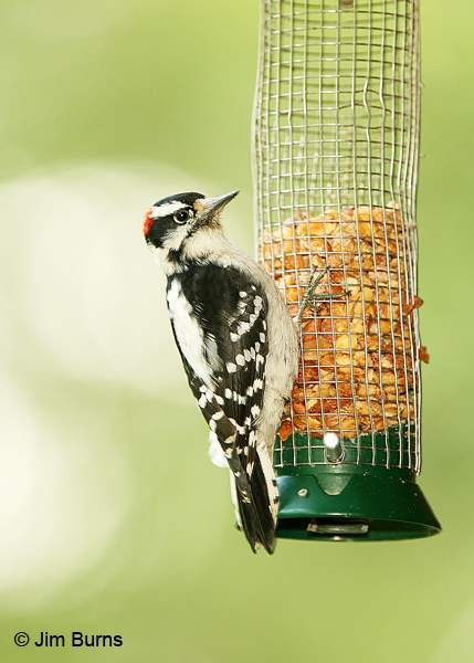 Downy Woodpecker male on peanut feeder