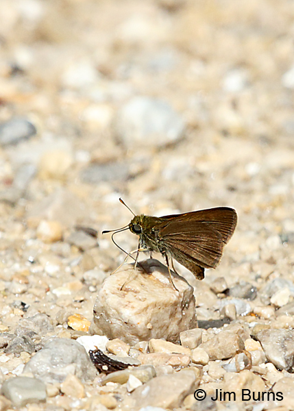 Dun Skipper, Wisconsin