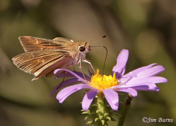 Dun Skipper, Arizona--4838