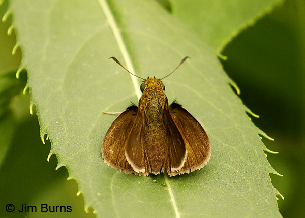 Dun Skipper, Minnesota--9594