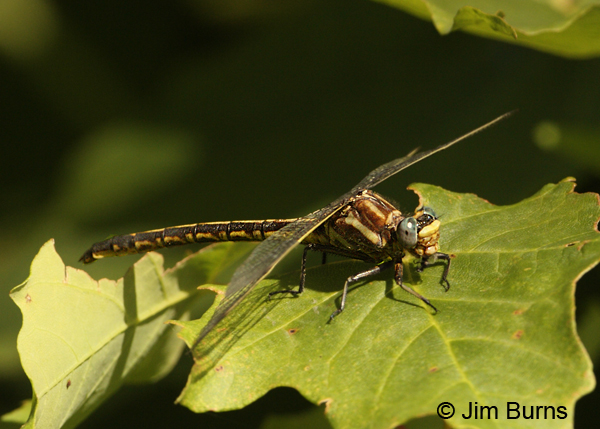 Dusky Clubtail female thorax, Lake Co., MN, July 2012