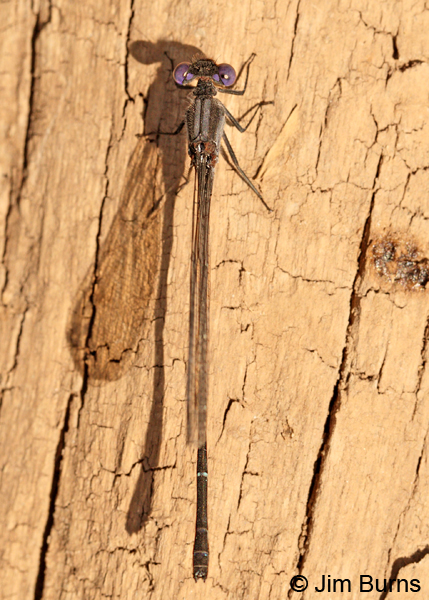 Dusky Dancer male, dorsal view, Pinal Co., AZ, November 2012