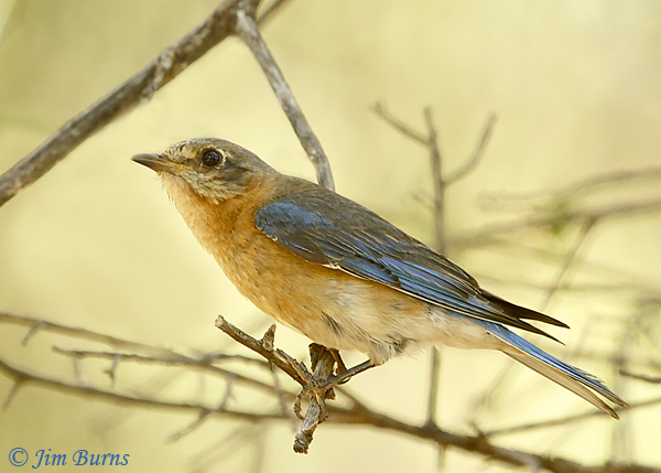 Eastern Bluebird female (fulva)--0776