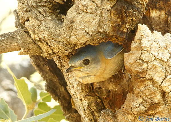 Eastern Bluebird female (fulva) exiting nest hole in oak knot--0779