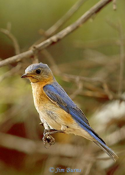 Eastern Bluebird female (fulva)--4675