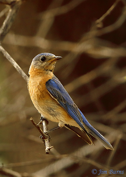 Eastern Bluebird male (fulva)--4685