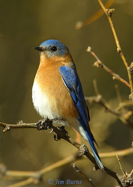 Eastern Bluebird male (fulva) portrait--6715