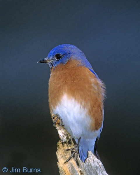 Eastern Bluebird male (sialas) portrait