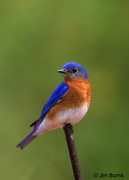 Eastern Bluebird male (sialis)