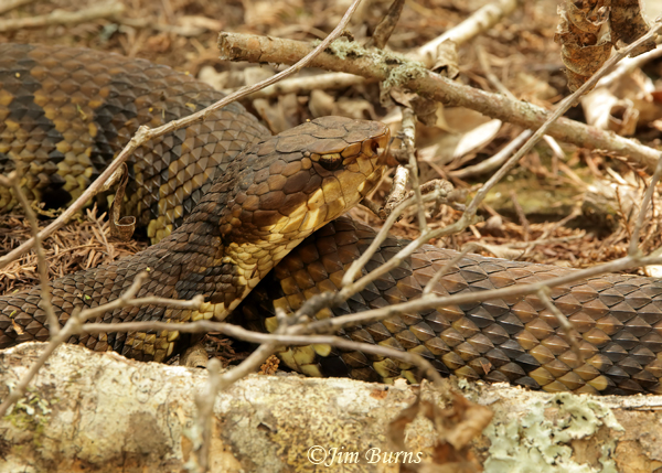Eastern Cottonmouth close-up--7238